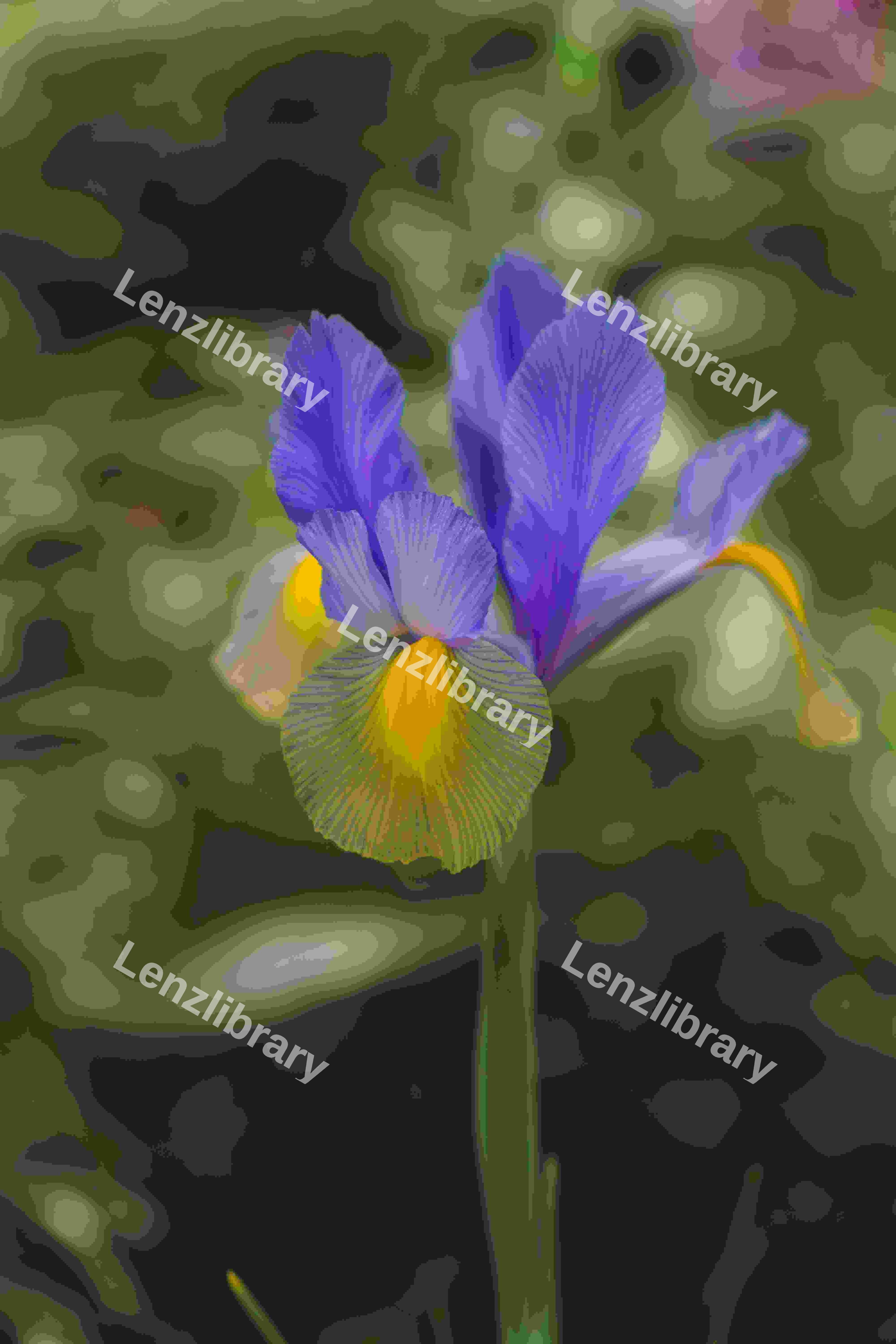 Iris x Hollandica